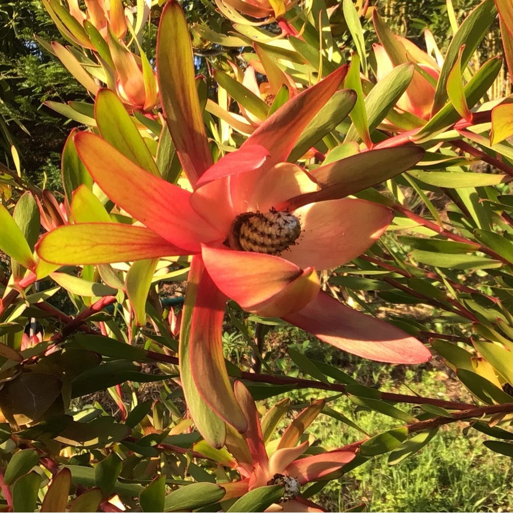 Meet your Posher, Linda